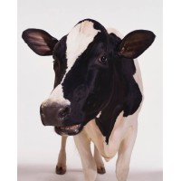 https://images.rankiteo.com/companyimages/american-dairy-coalition.jpeg